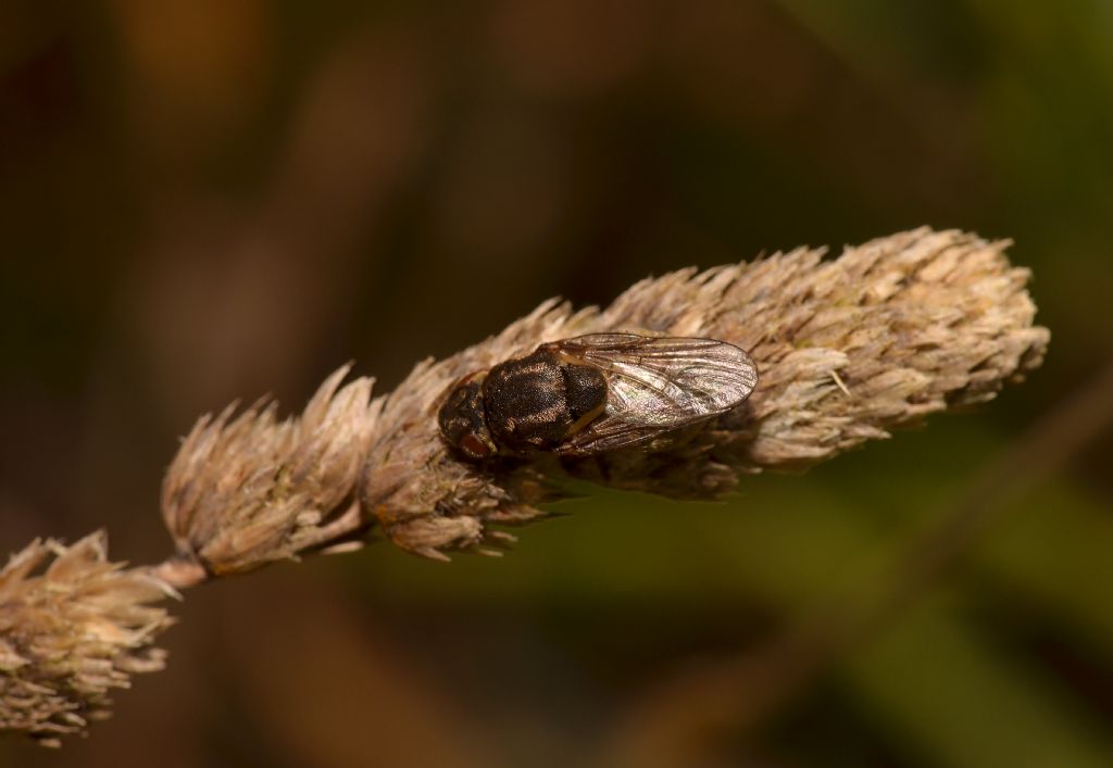 Lipara lucens (Chloropidae)